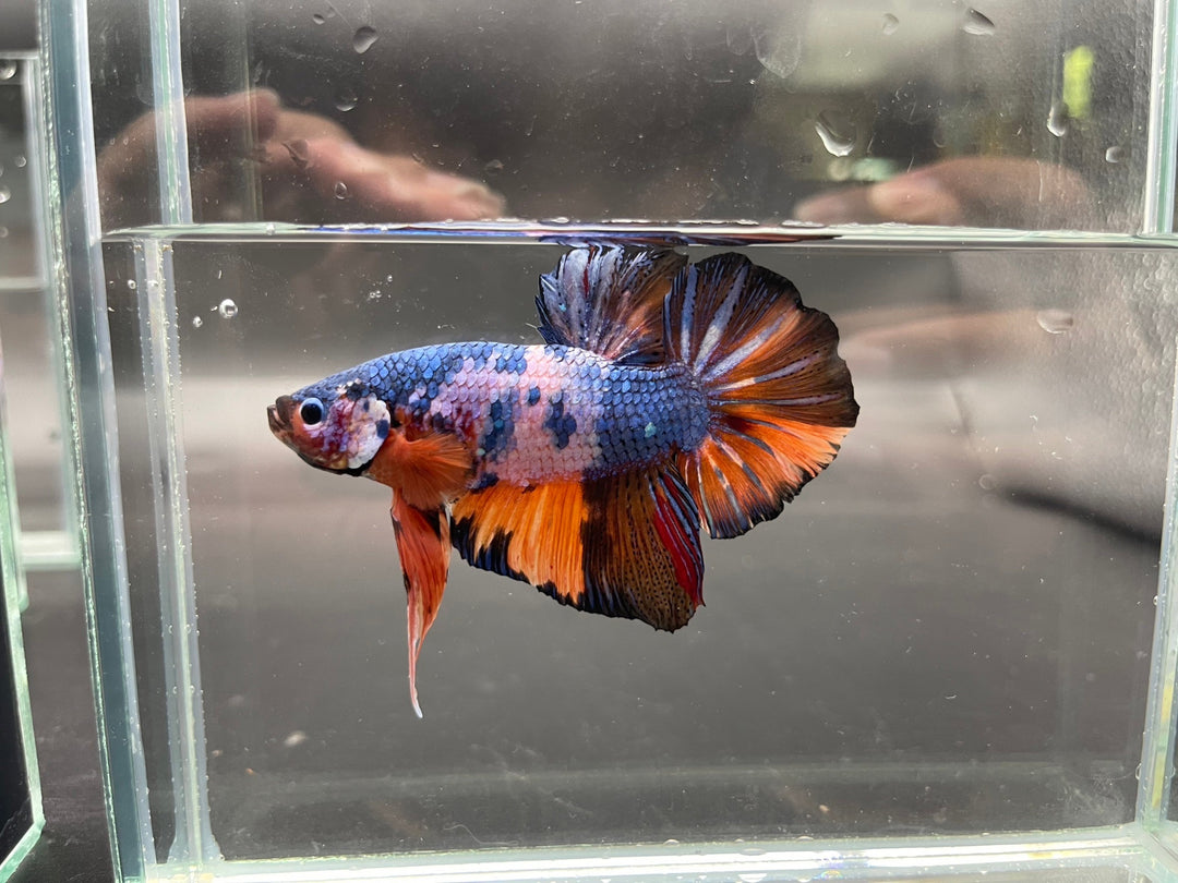 Competition Super Giant Multicolors Betta Fish