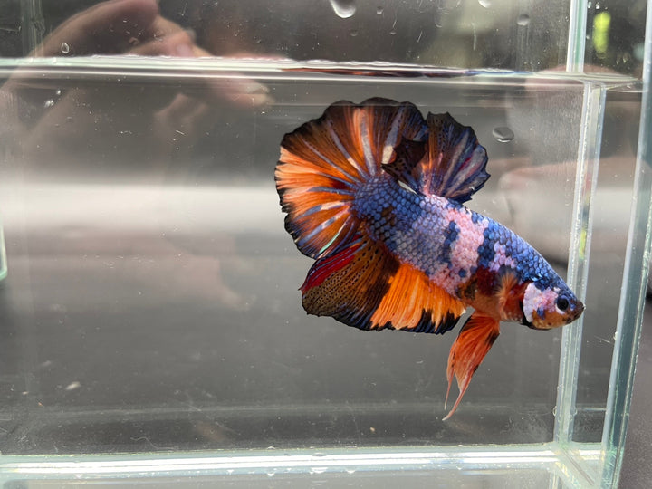 Competition Super Giant Multicolors Betta Fish