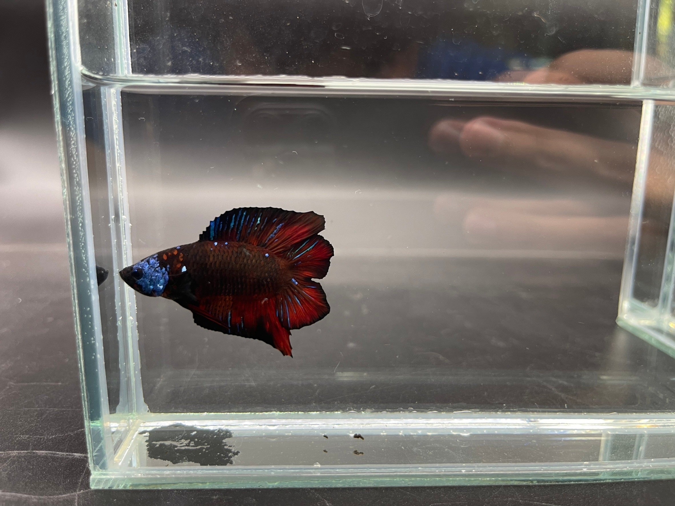 Competition Red Devil Double Tail Betta Fish