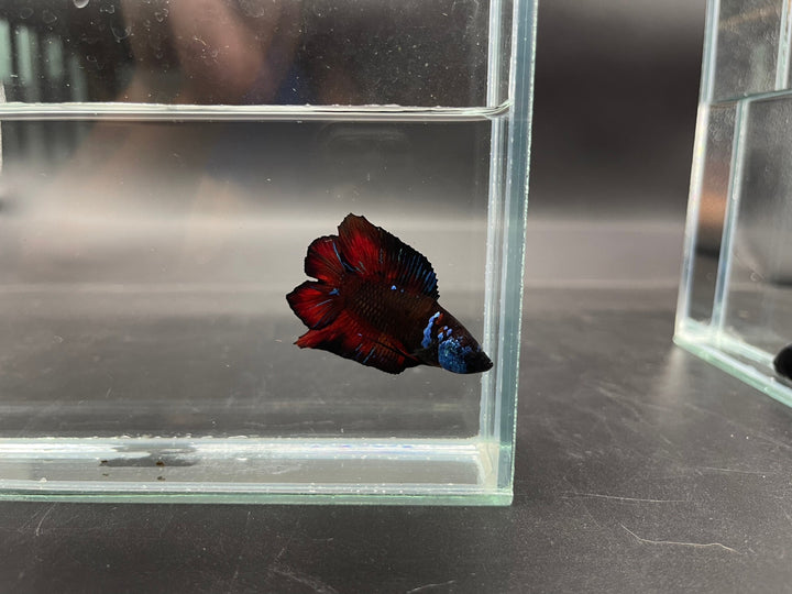 Competition Red Devil Double Tail Betta Fish