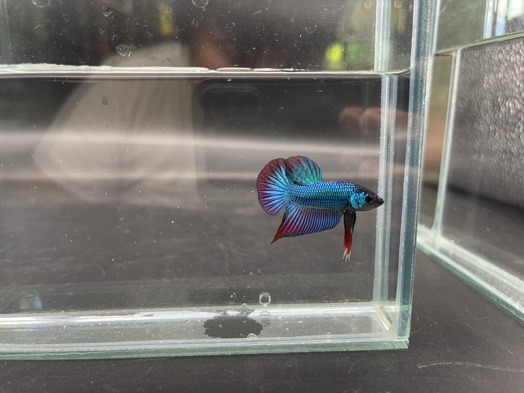 Splenden Hybrid Betta Fish