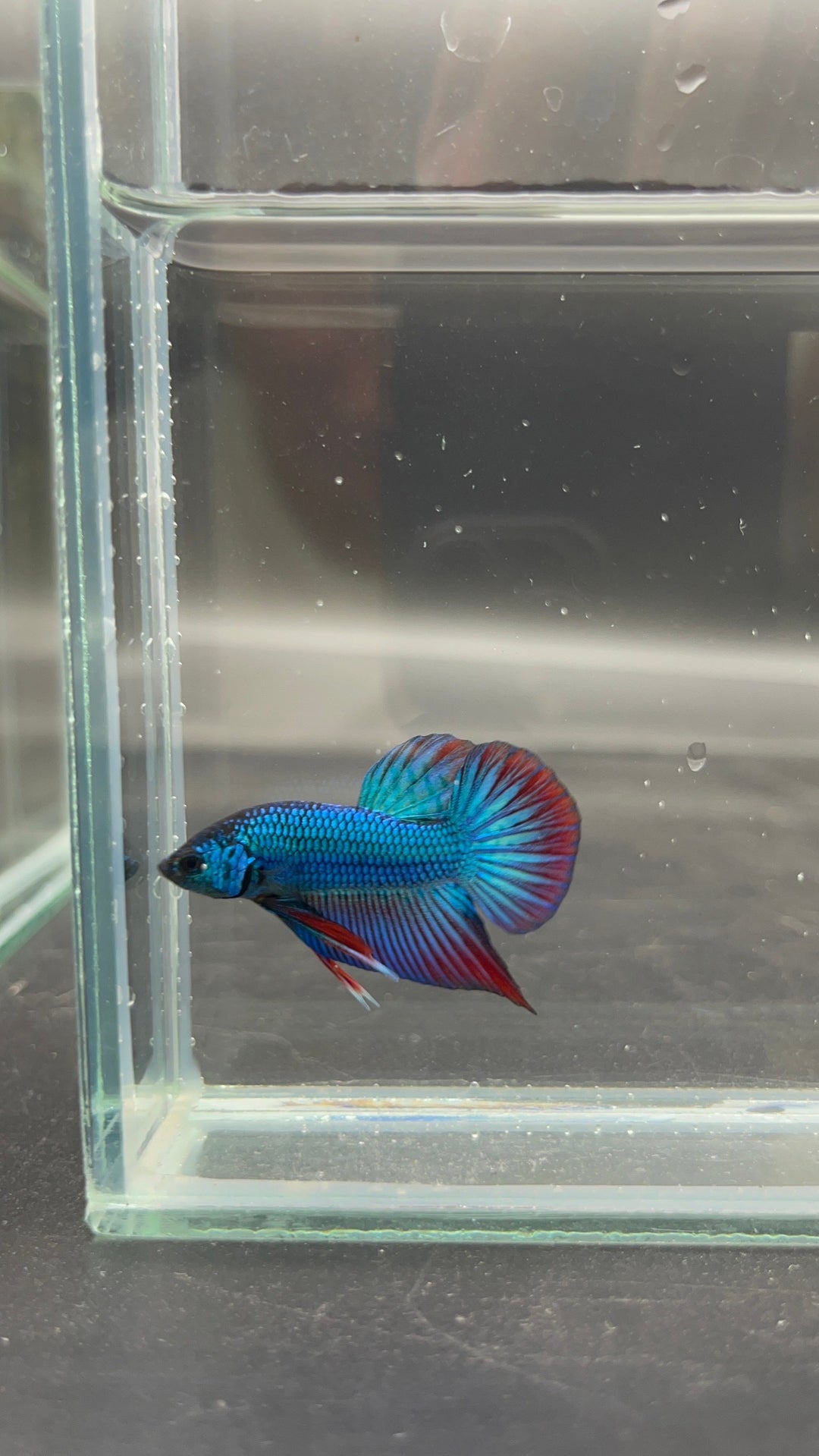 Splenden Hybrid Betta Fish