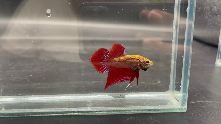 Red Benjarong Crimson Cheek Wild Betta Fish