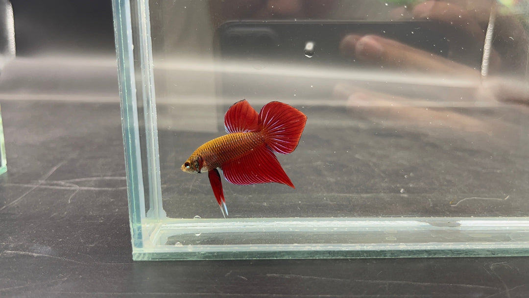 Red Benjarong Crimson Cheek Wild Betta Fish