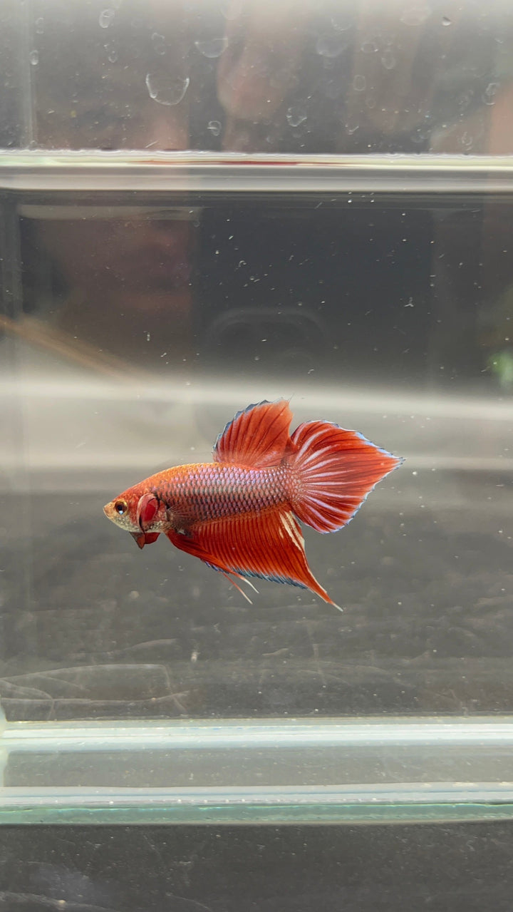 Long Southern Red Benjarong Crimson Cheek Wild Betta Fish