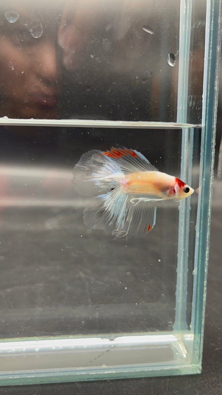 Competition Fullmoon Tanjo Betta Fish