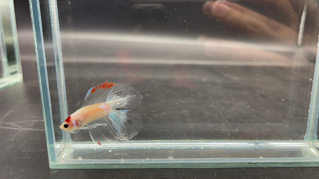 Competition Fullmoon Tanjo Betta Fish