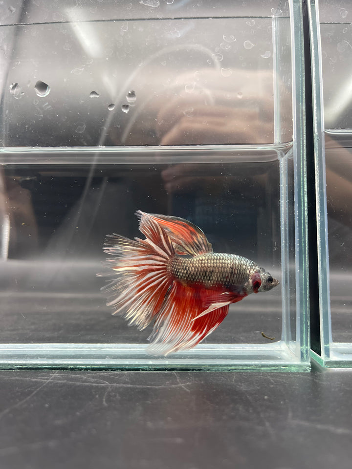 Rare Giant Halfmoon Copper Red Tail Betta Fish