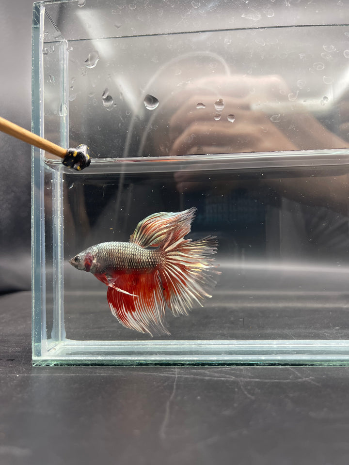 Rare Giant Halfmoon Copper Red Tail Betta Fish