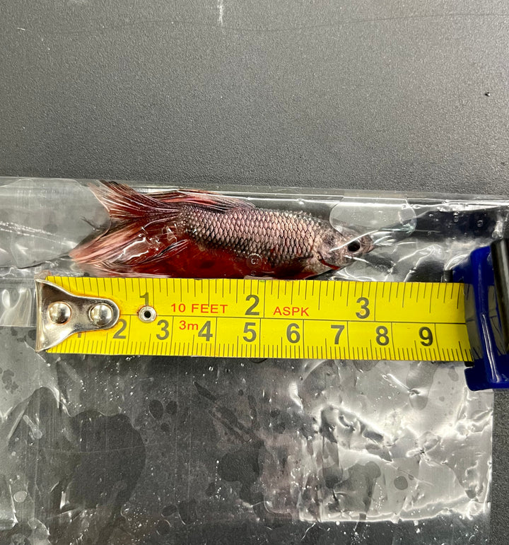 Rare Giant Halfmoon Copper Red Tail Betta Fish