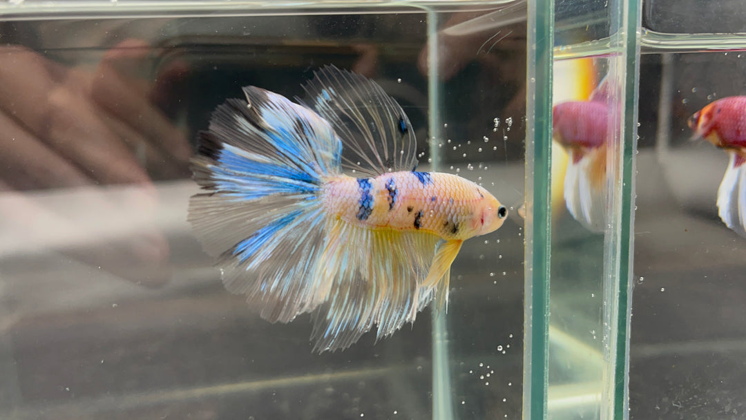 Rare Giant Halfmoon Koi Yellow Betta Fish