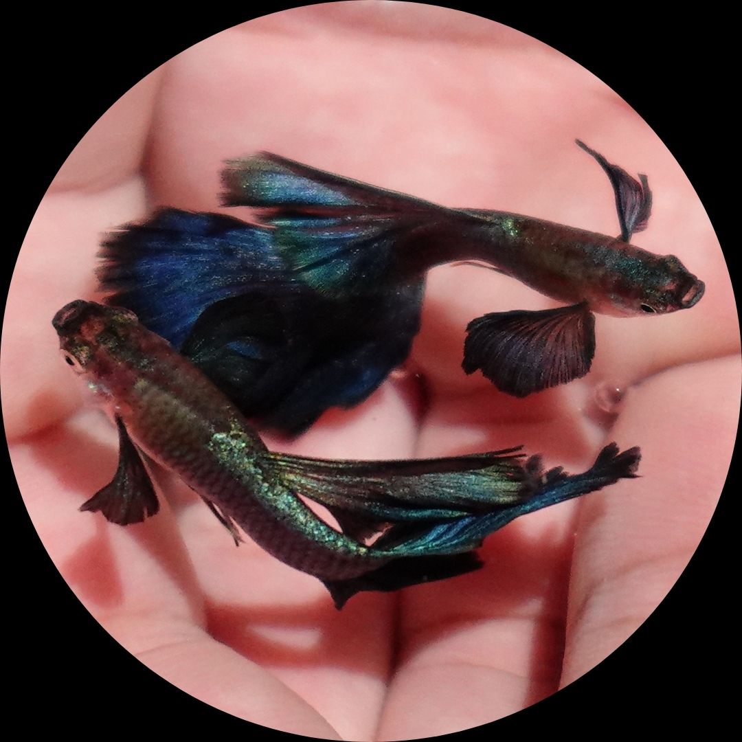 Japanese Blue Dumbo Ear Guppy Fish