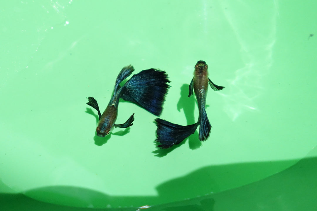 Japanese Blue Dumbo Ear Guppy Fish