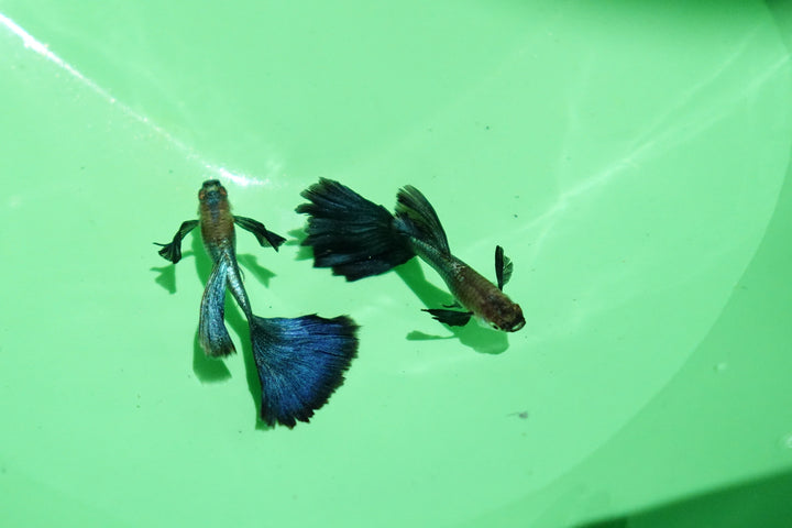 Japanese Blue Dumbo Ear Guppy Fish