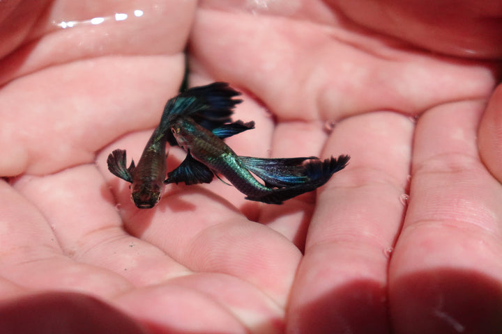 Japanese Blue Dumbo Ear Guppy Fish