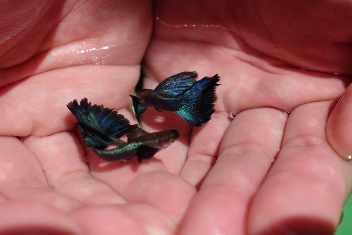 Japanese Blue Dumbo Ear Guppy Fish