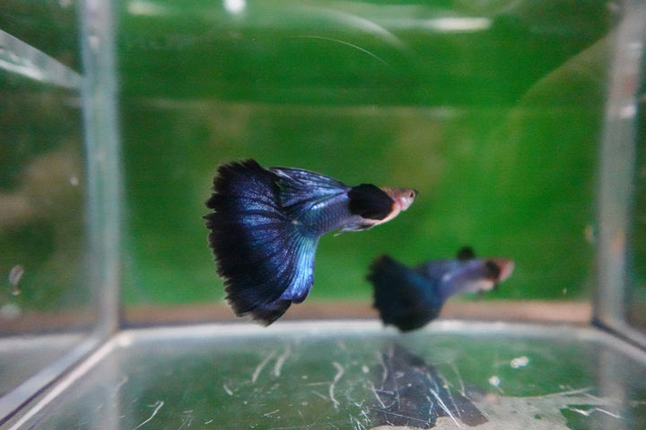 Japanese Blue Dumbo Ear Guppy Fish
