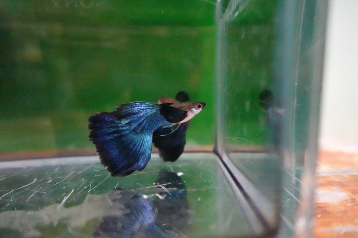 Japanese Blue Dumbo Ear Guppy Fish