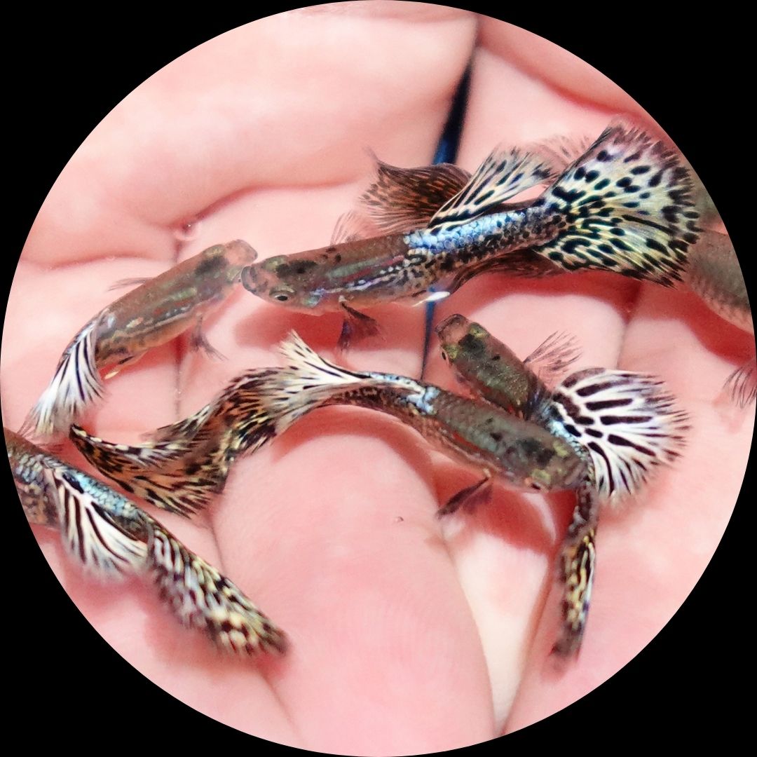 Metal Ivory Snakeskin Guppy Fish