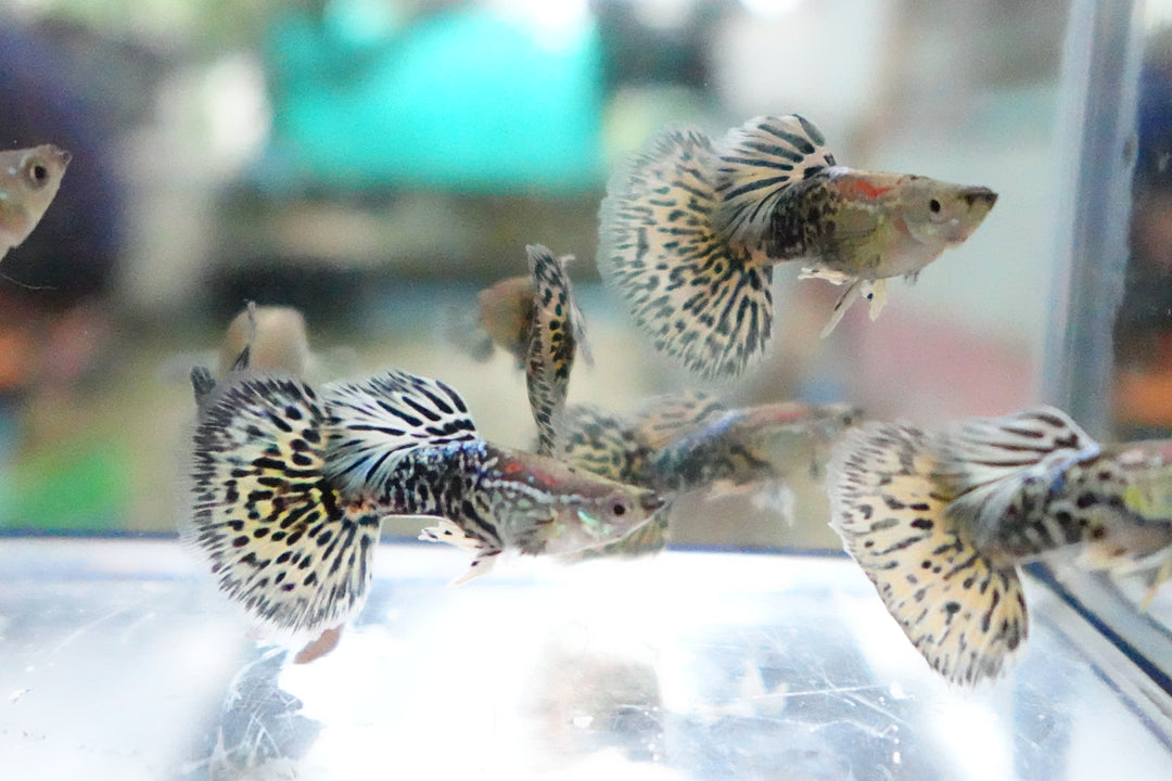 1 TRIO - Live Aquarium Guppy Fish High Quality - Full Gold 1 TRIO - Live Aquarium Guppy Fish High Quality - Full Gold