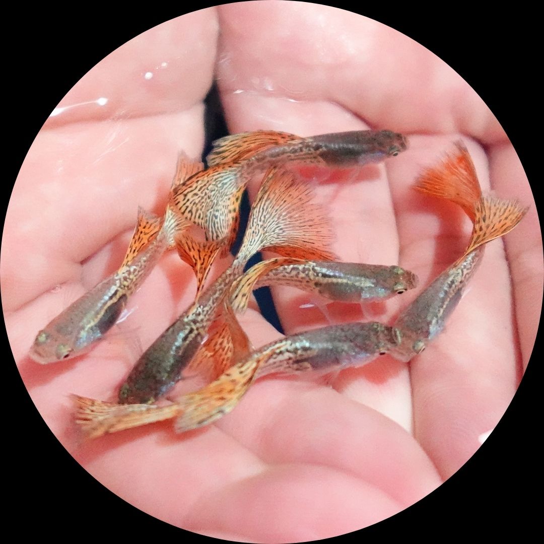 Metal Red Lace Snakeskin Guppy Fish