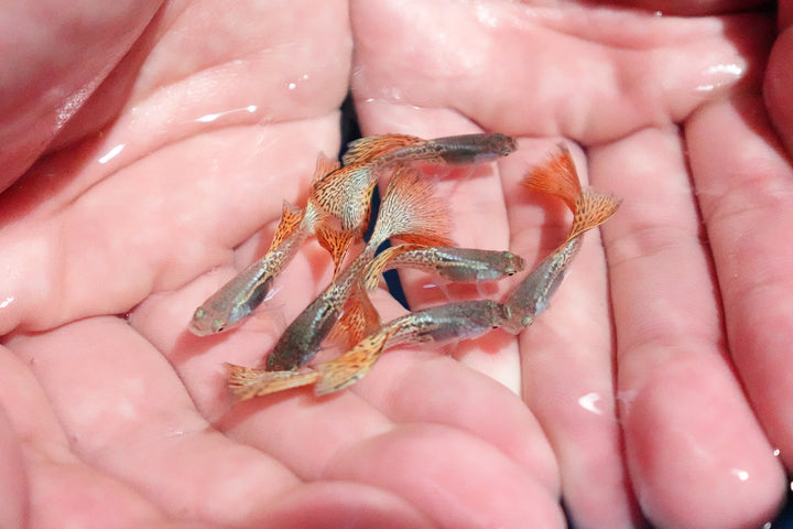 Metal Red Lace Snakeskin Guppy Fish