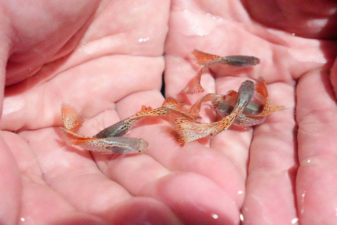 Metal Red Lace Snakeskin Guppy Fish