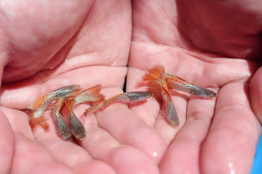 Metal Red Lace Snakeskin Guppy Fish
