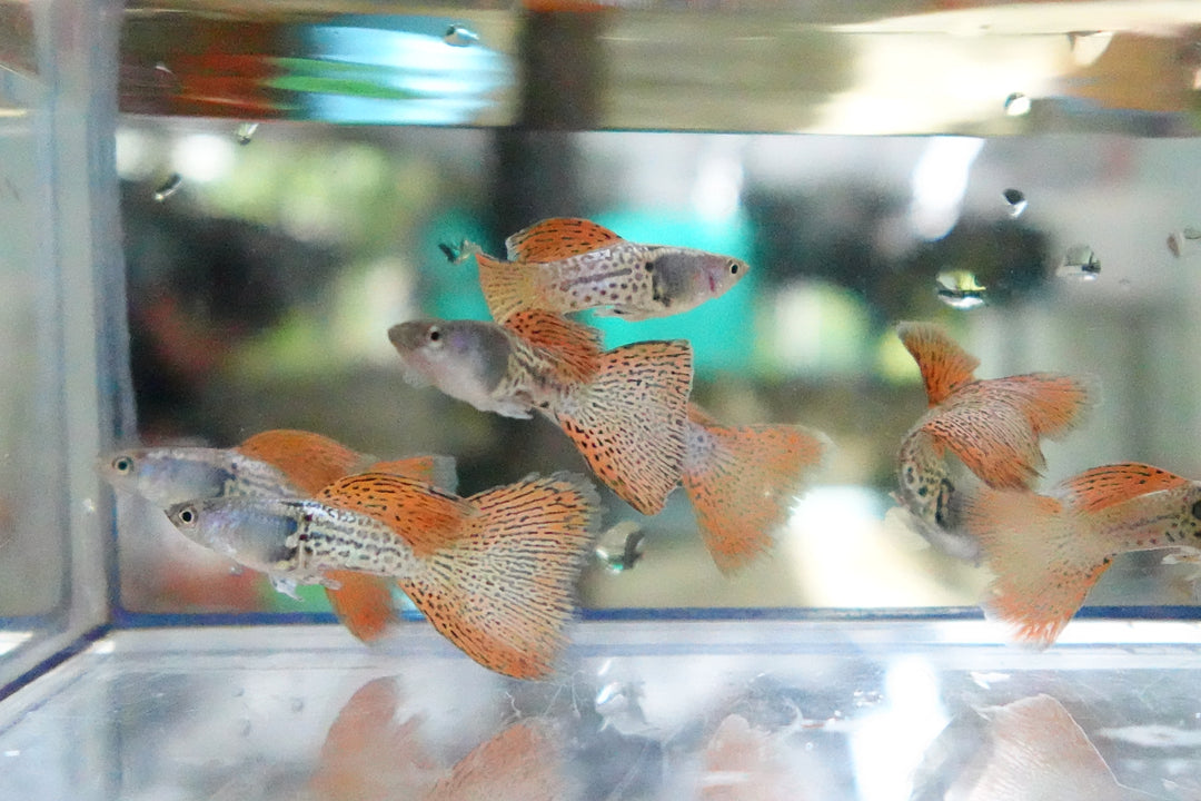 Metal Red Lace Snakeskin Guppy Fish
