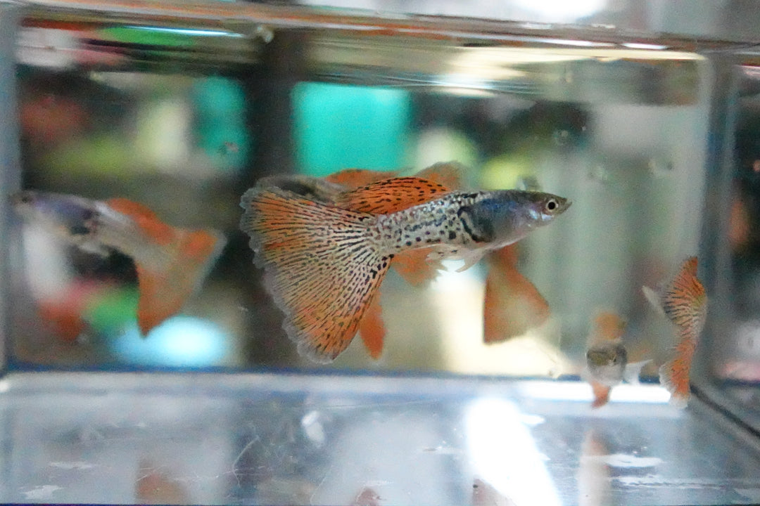 Metal Red Lace Snakeskin Guppy Fish