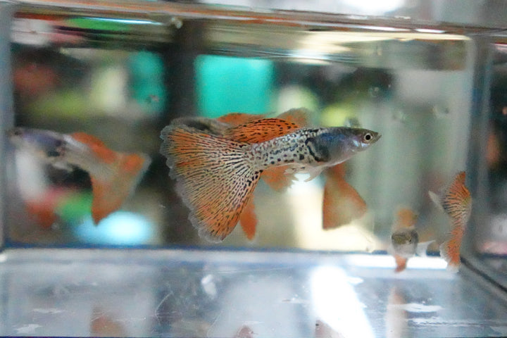 Metal Red Lace Snakeskin Guppy Fish