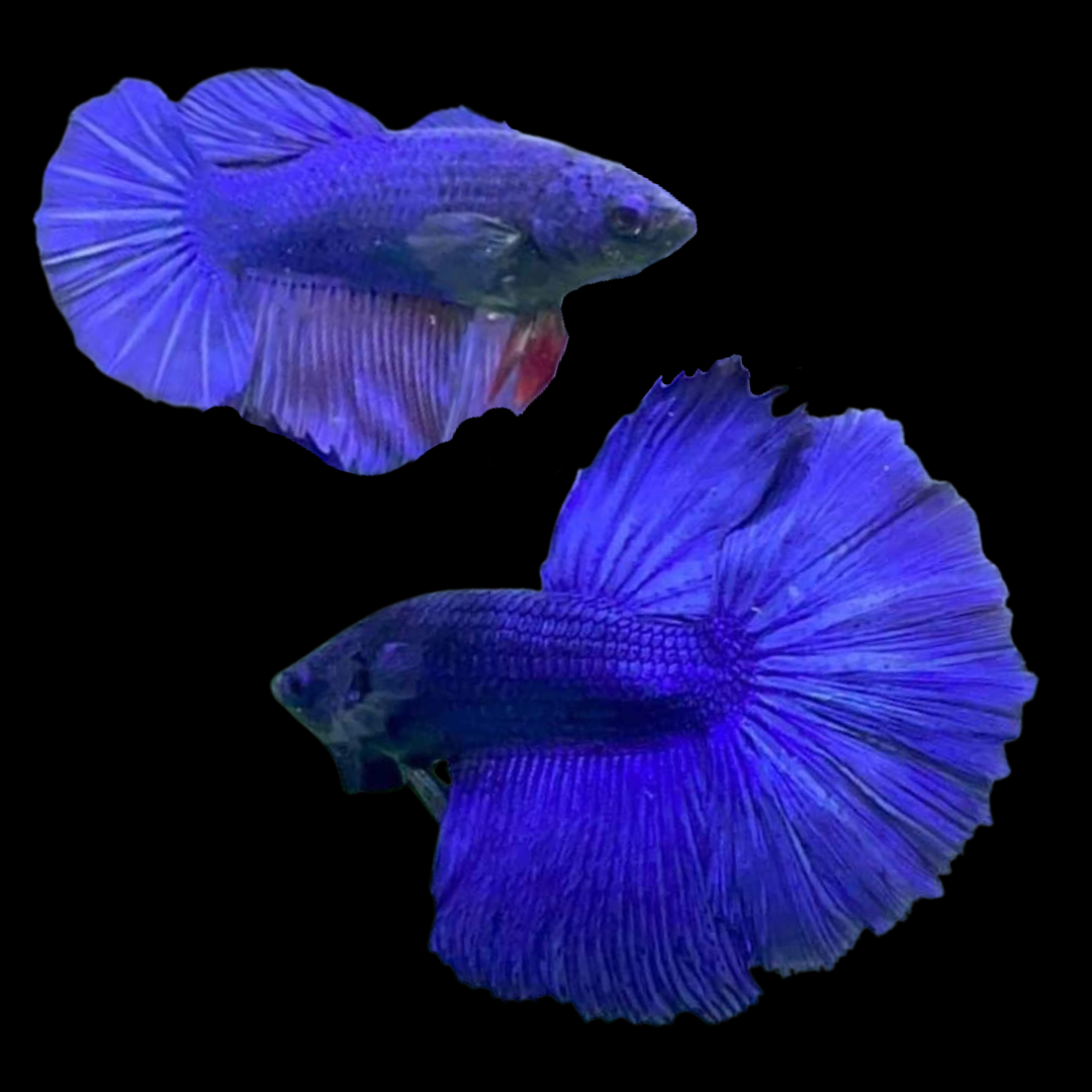 Pair Halfmoon Blue Betta Fish