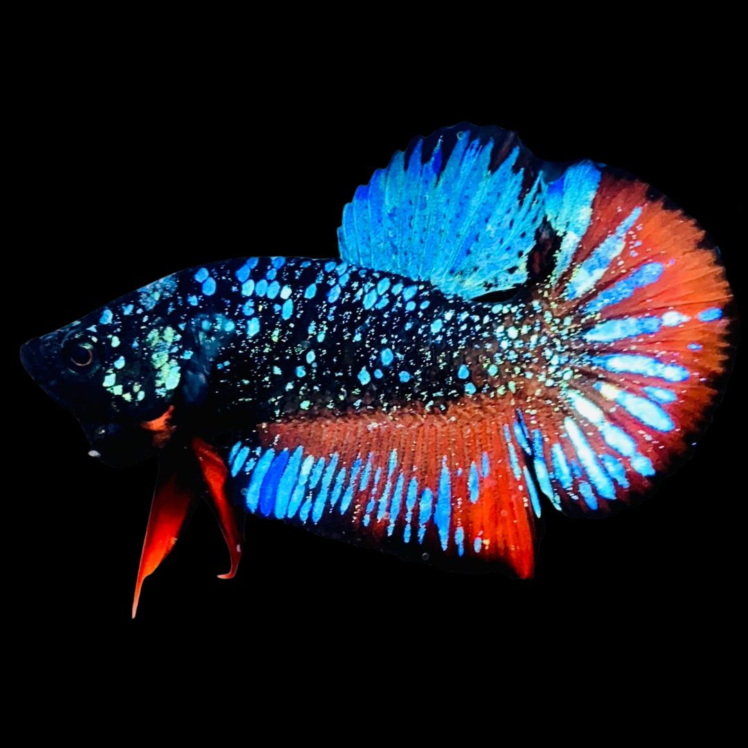 Rare-Avatar-Betta-Fish-AV1016