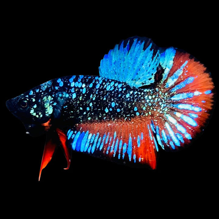 Rare-Avatar-Betta-Fish-AV1016