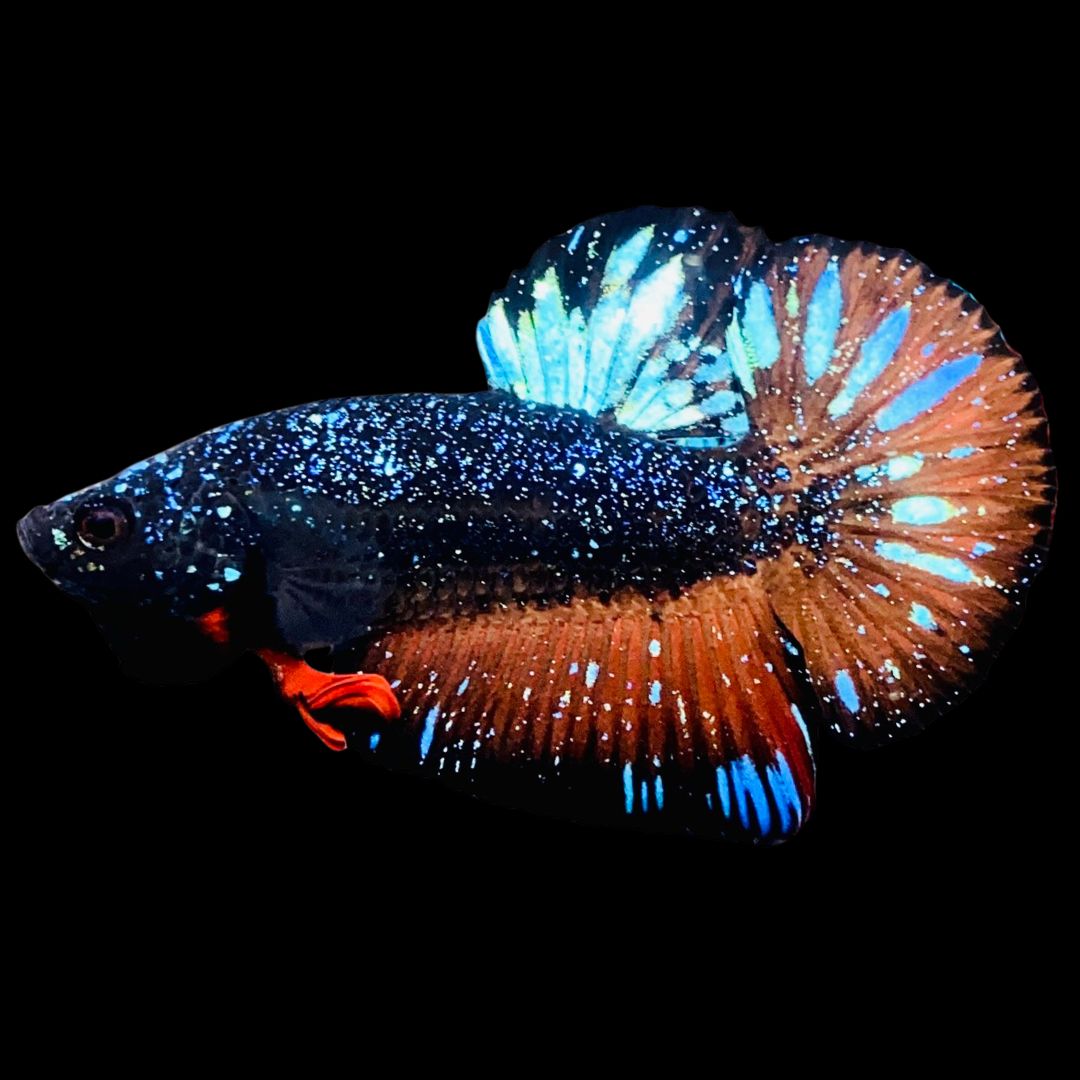 Rare-Avatar-Betta-Fish-AV1017