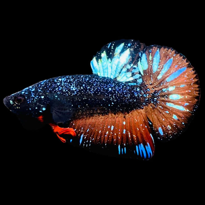 Rare-Avatar-Betta-Fish-AV1017