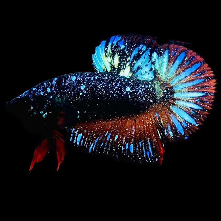 Rare-Avatar-Betta-Fish-AV1018