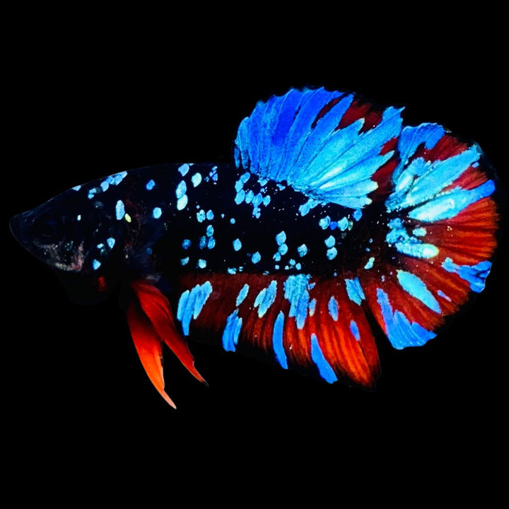 Rare-Avatar-Betta-Fish-AV1019