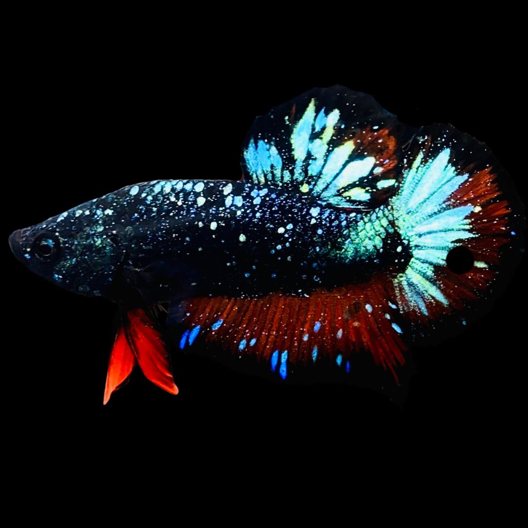 Rare-Avatar-Betta-Fish-AV1020