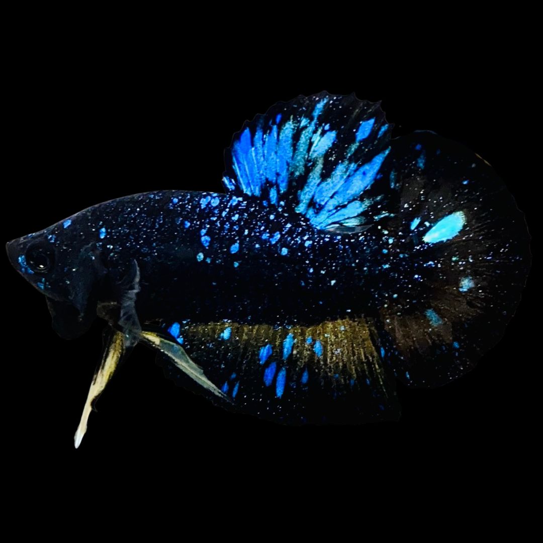 Rare-Avatar-Betta-Fish-AV1021