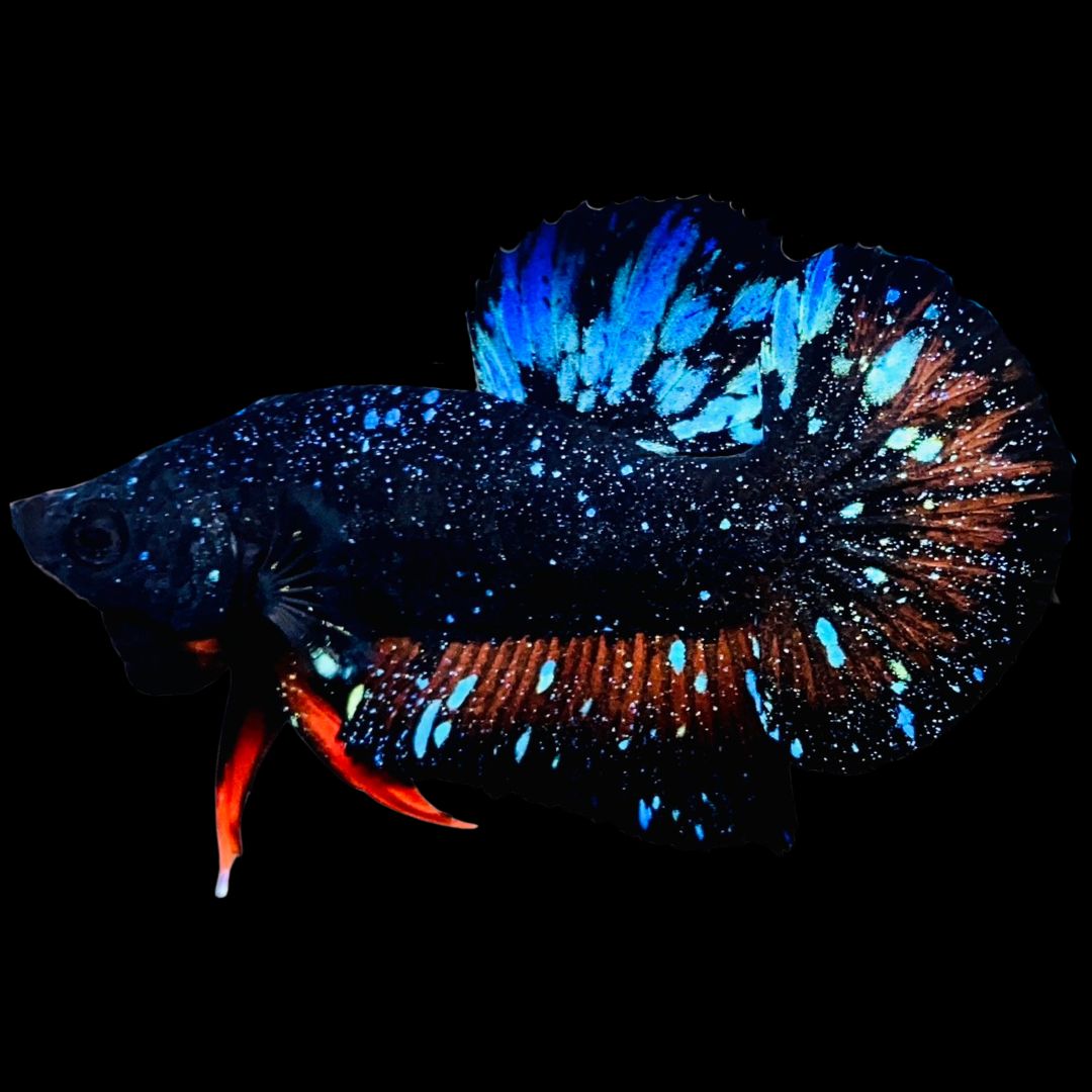 Rare-Avatar-Betta-Fish-AV1022