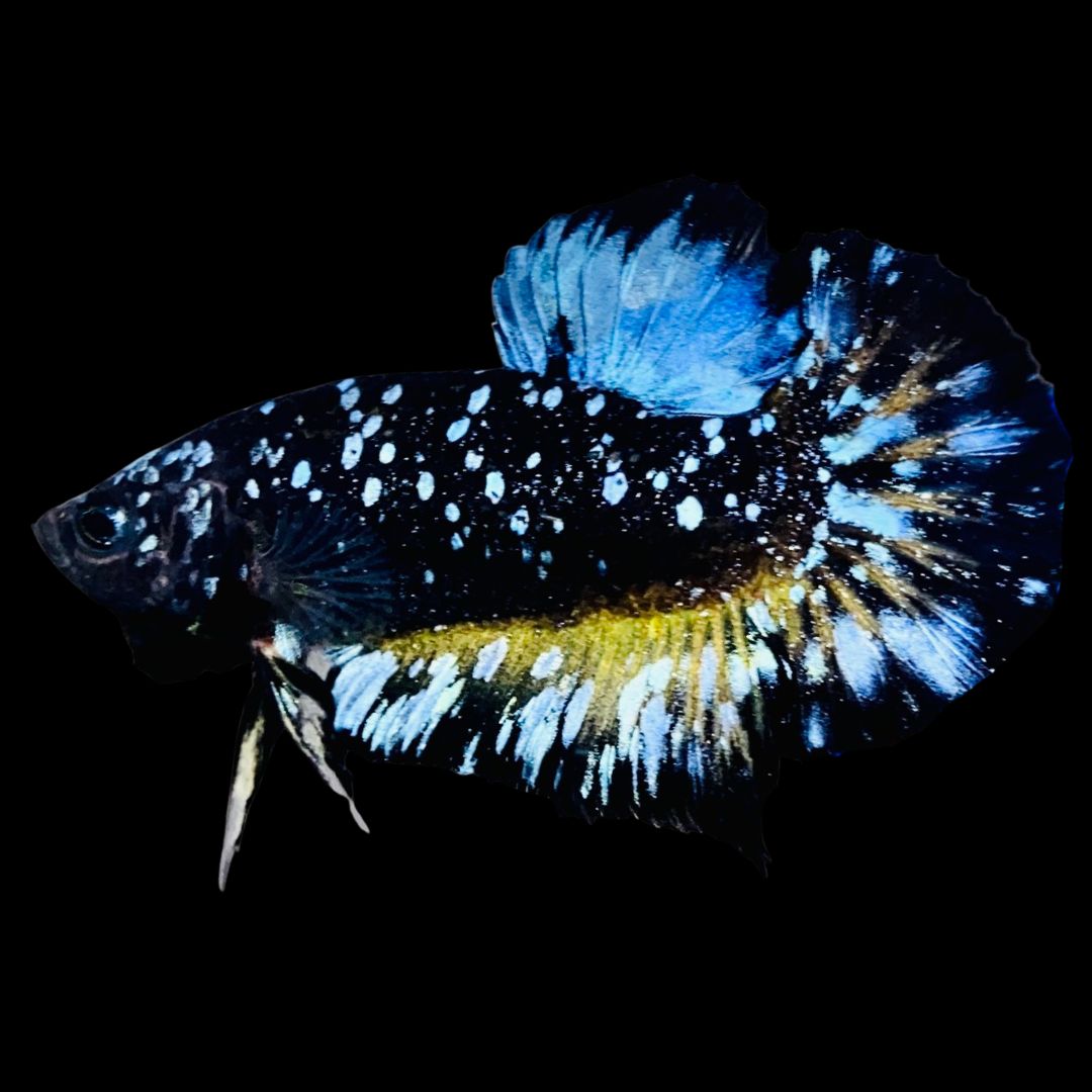 Rare-Avatar-Betta-Fish-AV1023