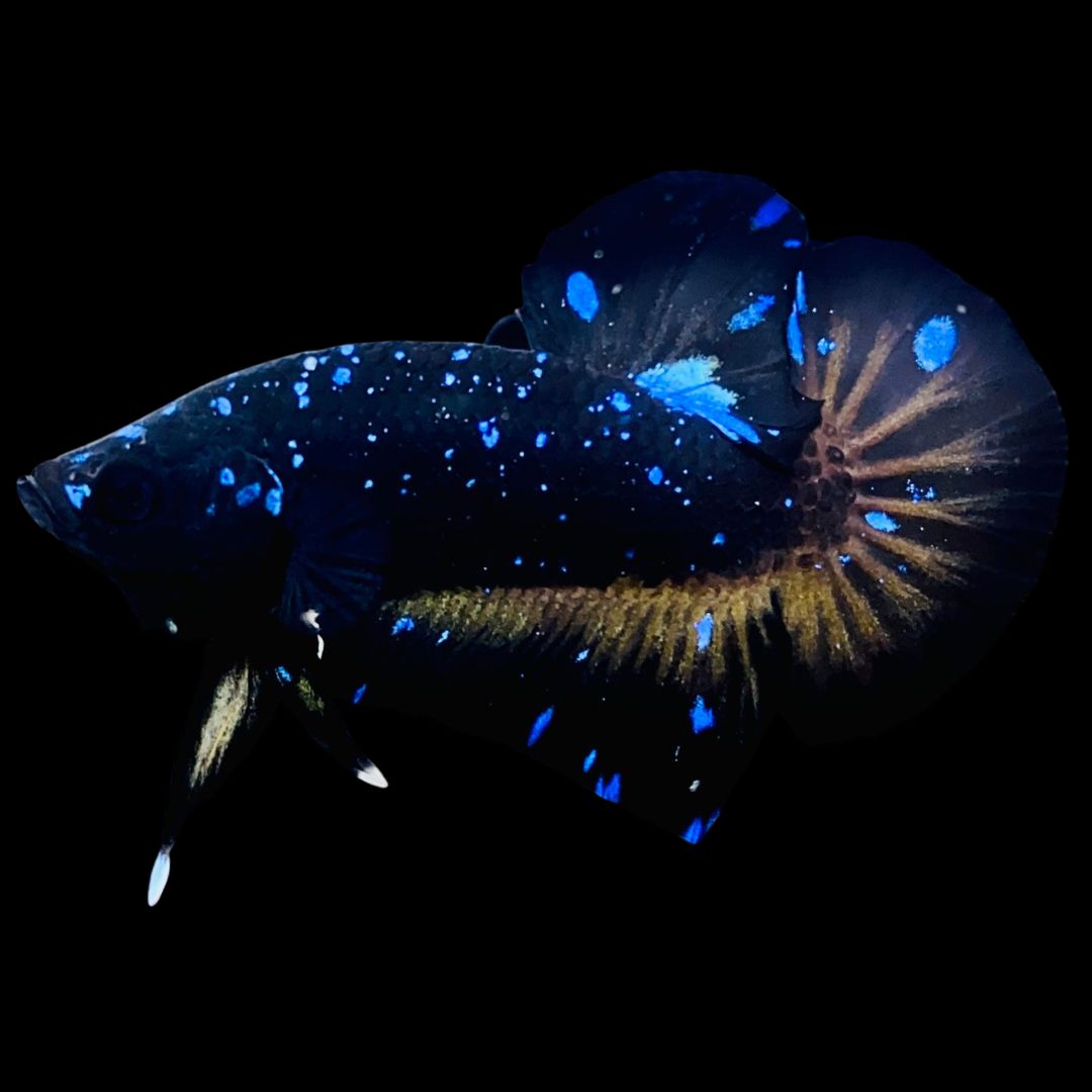 Rare-Avatar-Betta-Fish-AV1024
