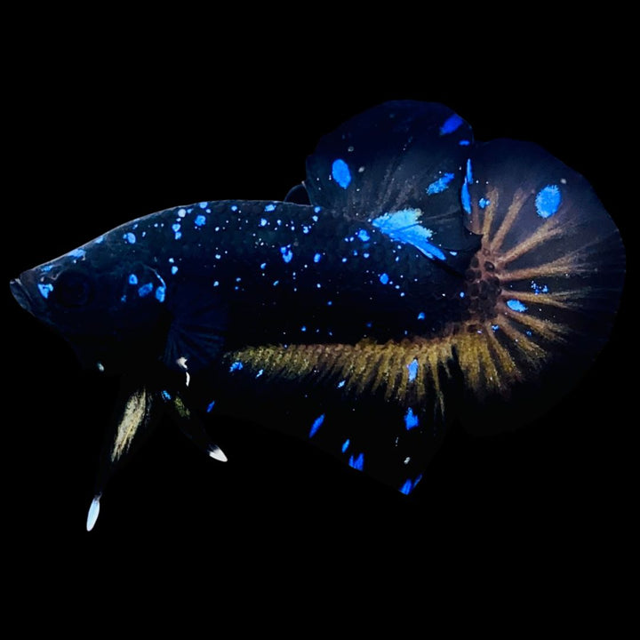 Rare-Avatar-Betta-Fish-AV1024