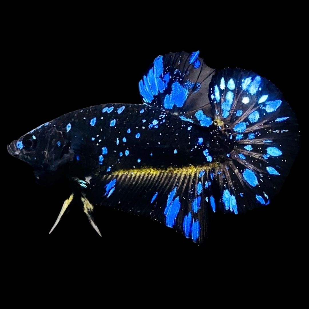 Rare Avatar Betta Fish (Male) - AV1014