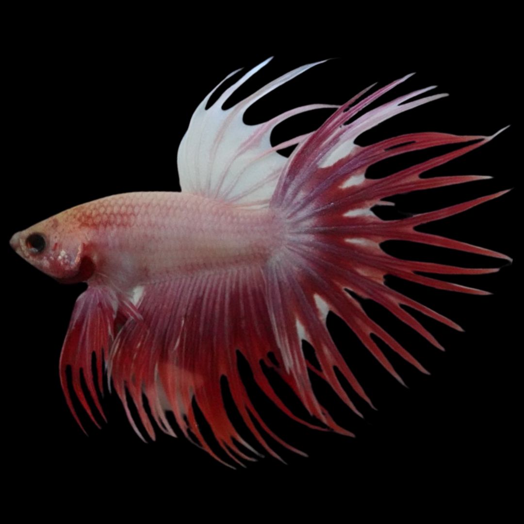 Rare Cherry Blossom Crowntail Betta Fish