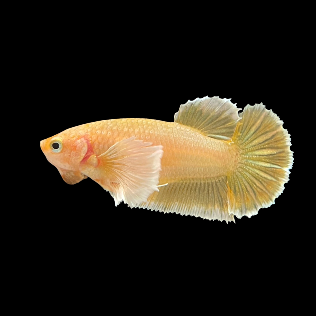 Rare Female Dumbo Gold Betta Fish