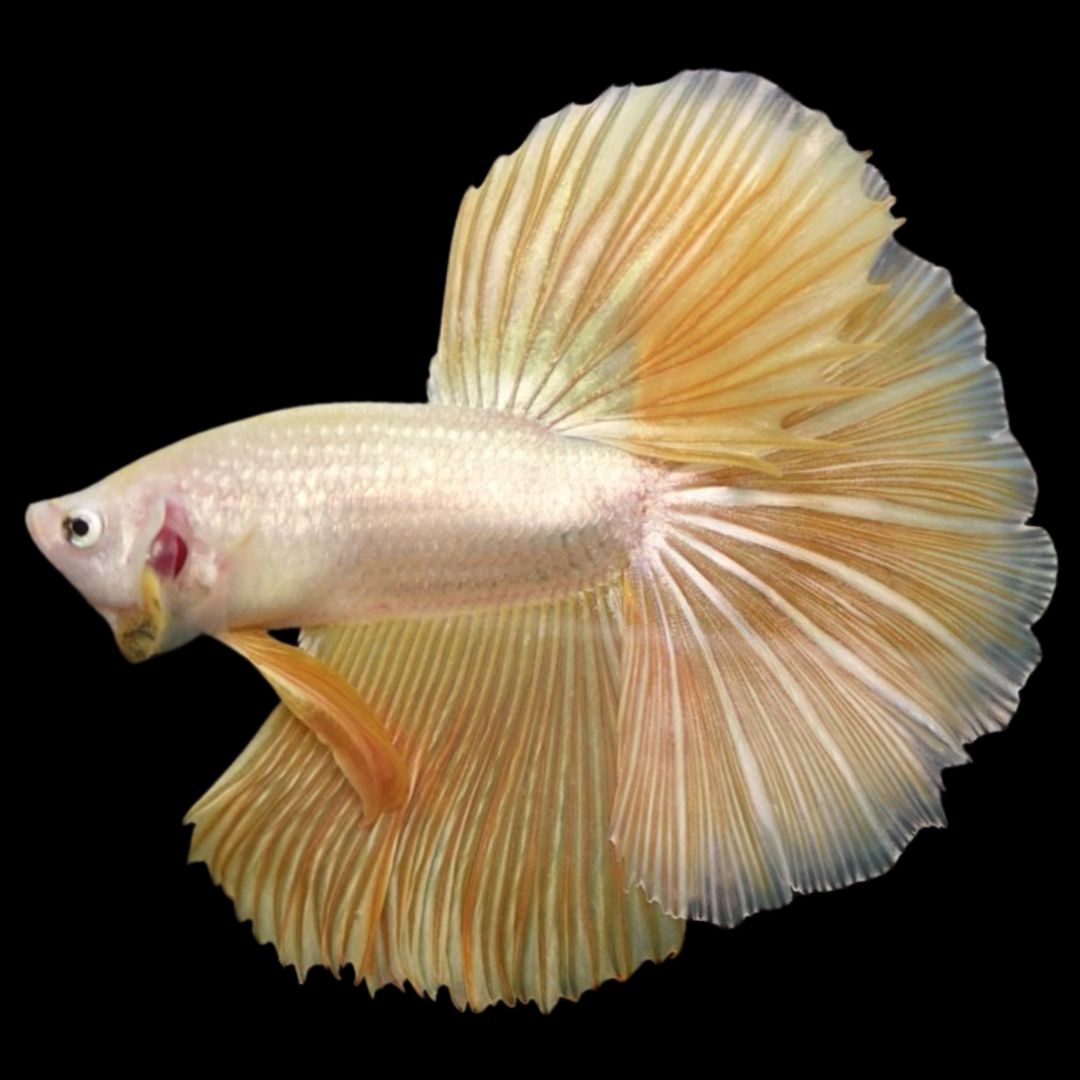 Rare Halfmoon Yellow Betta Fish