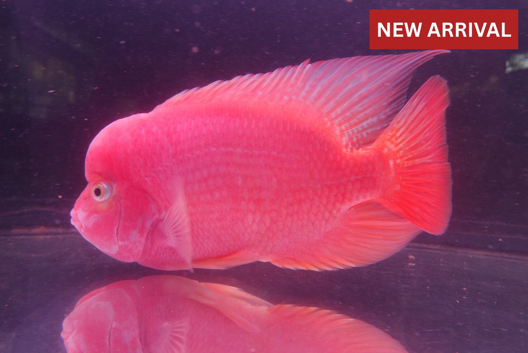 Rare Super Red Monkey Flowerhorn - 6.5 inch