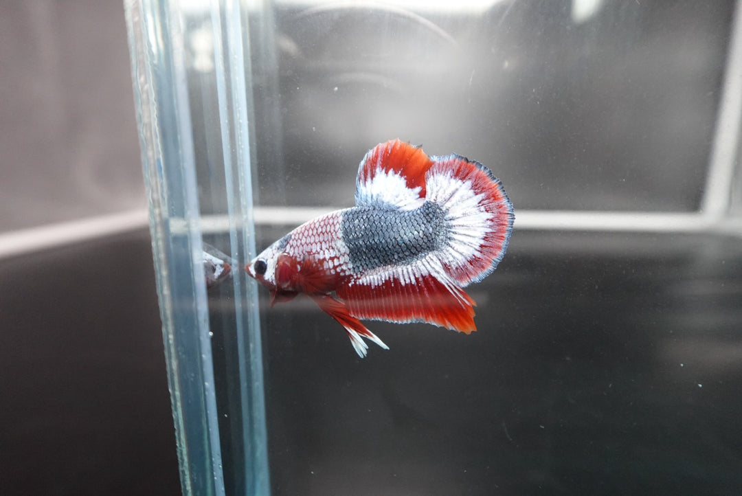 Rare Thai Flag Betta Fish